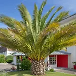 The Originals City, Loval, 3* بريست